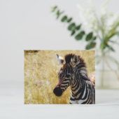 Cartes postales de la faune de Zebra Foy (Debout devant)