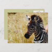 Cartes postales de la faune de Zebra Foy (Devant / Derrière)