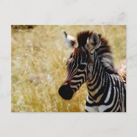 Cartes postales de la faune de Zebra Foy (Devant)