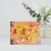 Cartes postales de la Percussion rose jaune (Debout devant)