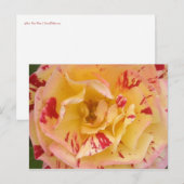 Cartes postales de la Percussion rose jaune (Devant / Derrière)