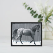 Cartes postales de la Pré Arabe (Debout devant)