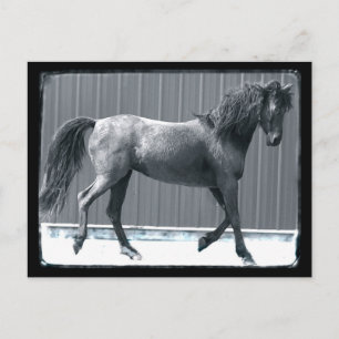 Cartes postales de la Pré Arabe