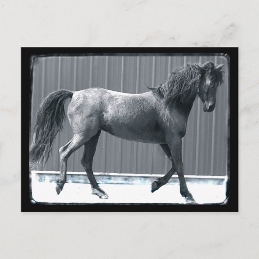 Cartes postales de la Pré Arabe (Devant)