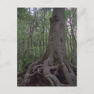 Cartes postales de l'artefact de la forêt indienne