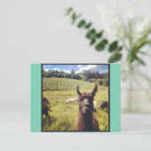 Cartes postales de l'équipe de chèvre (Debout devant)