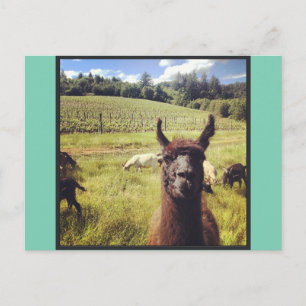 Cartes postales de l'équipe de chèvre