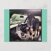 Cartes postales de l'équipe de chèvre (Devant)