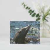 Cartes postales de l'otarie (Debout devant)