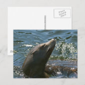 Cartes postales de l'otarie (Devant / Derrière)