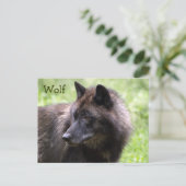 Cartes postales de loup gris, loup à crinière, ani (Debout devant)