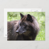 Cartes postales de loup gris, loup à crinière, ani (Devant / Derrière)