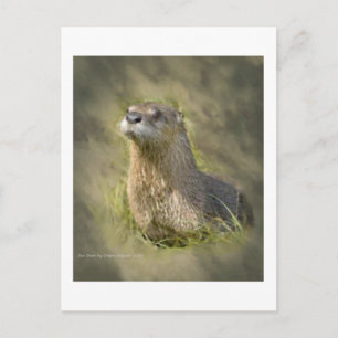 Cartes postales de loutres de mer