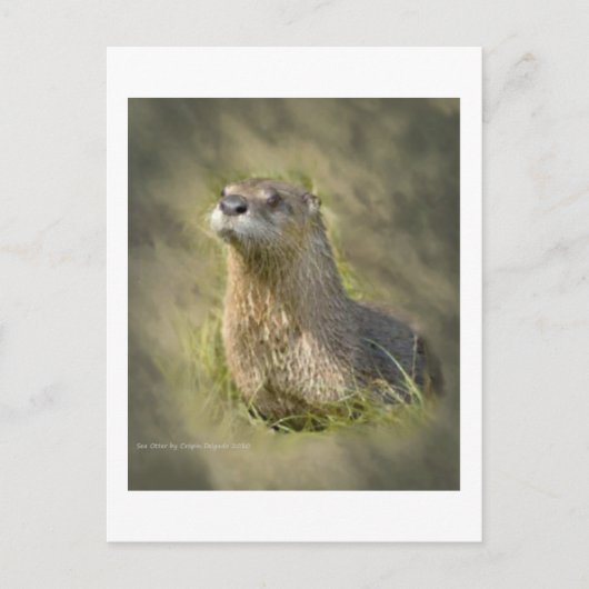 Cartes postales de loutres de mer (Devant)