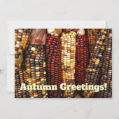 Cartes postales de maïs indien coloré (Devant)