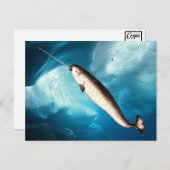 Cartes postales de Narwhal (Devant / Derrière)
