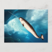 Cartes postales de Narwhal (Devant)