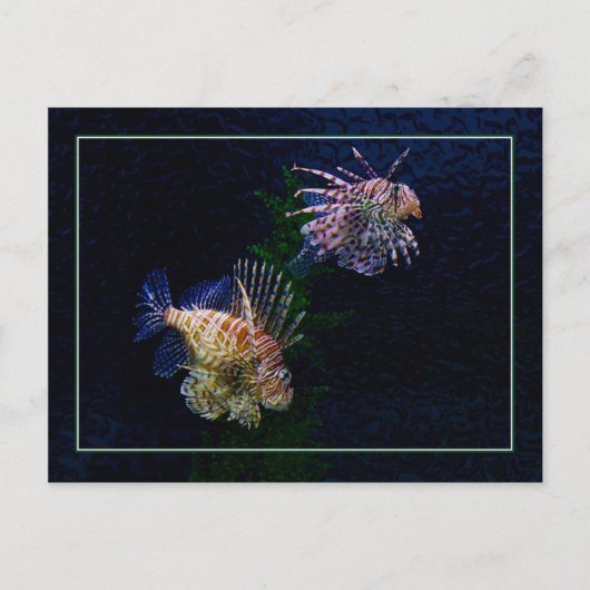 Cartes postales de paires de Lionfish (Devant)