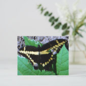Cartes postales de papillon à queue noire géante (Debout devant)