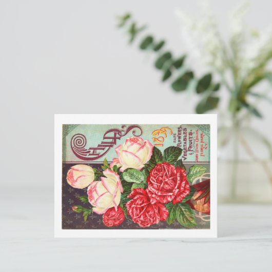 Cartes postales de paquets de semences (Debout devant)