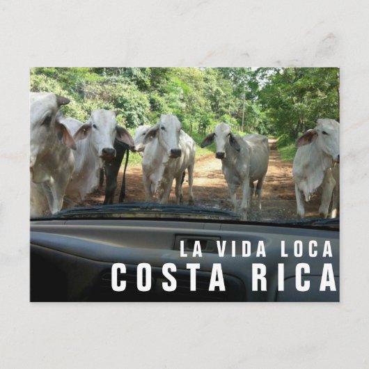 Cartes postales de Paradise Vacances Photo Carte p (Devant)