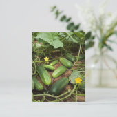 Cartes postales de patchs de compostage (Debout devant)