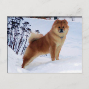 cartes postales de peinture spitz