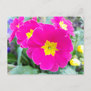 Cartes postales de pensées roses dans le parc