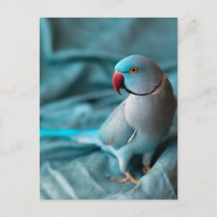 cartes postales de perroquet