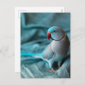 cartes postales de perroquet (Devant / Derrière)