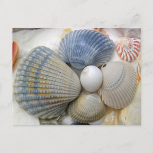 Cartes postales de photo Blue Seashell