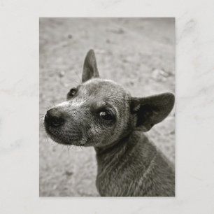 CARTES POSTALES DE PHOTOGRAPHIE DE CHIEN CUTE