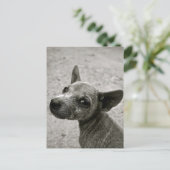 CARTES POSTALES DE PHOTOGRAPHIE DE CHIEN CUTE (Debout devant)