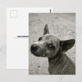 CARTES POSTALES DE PHOTOGRAPHIE DE CHIEN CUTE (Devant / Derrière)