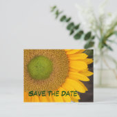 Cartes postales de photographie Tournesol pour Sau (Debout devant)