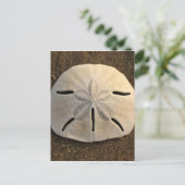 Cartes postales de plage de sable Dollar Seashell  (Debout devant)