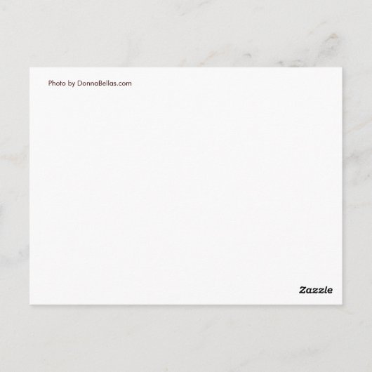 Cartes postales de plage de sable Dollar Seashell  (Dos)