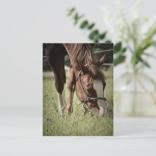 Cartes postales de pot (Debout devant)