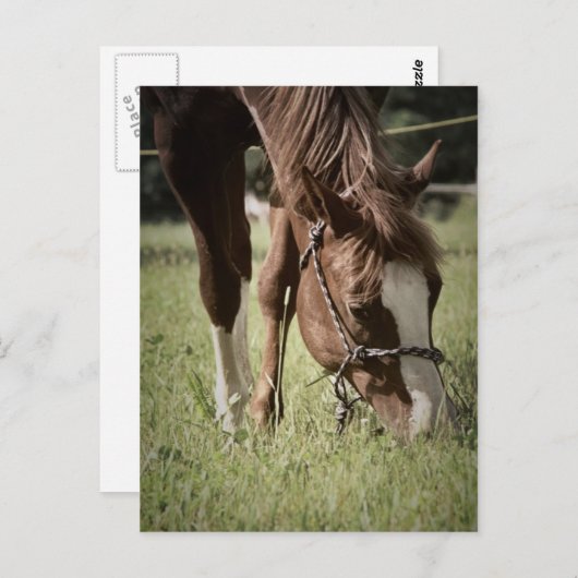 Cartes postales de pot (Devant / Derrière)