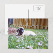 Cartes postales de race de chien Mastiff anglais (Devant / Derrière)