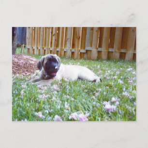 Cartes postales de race de chien Mastiff anglais