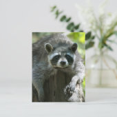 Cartes postales de ratons laveurs (Debout devant)