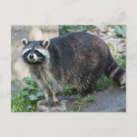 Cartes postales de ratons laveurs