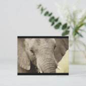 Cartes postales de safari faune éléphant d'Afrique (Debout devant)