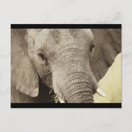 Cartes postales de safari faune éléphant d'Afrique (Devant)