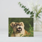 Cartes postales de salutation Lion safari  (Debout devant)