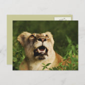 Cartes postales de salutation Lion safari  (Devant / Derrière)