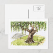 Cartes postales de saule (Devant / Derrière)