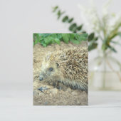 Cartes postales de soins de hérisson (Debout devant)