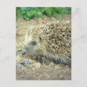 Cartes postales de soins de hérisson (Devant)